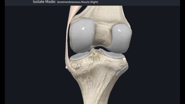 Полуперепончатая мышца  (m. semimembranosus) 3D Анатомия