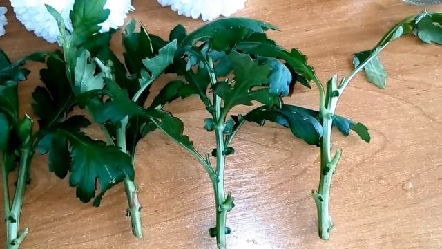 РАЗМНОЖЕНИЕ ХРИЗАНТЕМ ЧЕРЕНКОВАНИЕМ ИЗ БУКЕТА. Проверенный  способ!