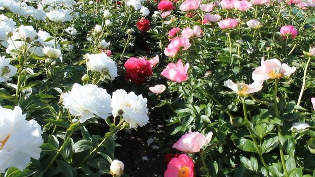 Belgravia  | R2 Flowers BV | Peonies