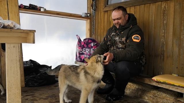 Зверовые щенки лайки *воспитание и подготовка * часть 1