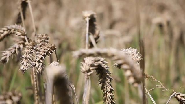 Алибек Днишев. Ой ты, рожь!