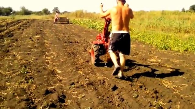 ??Копка картошки мотоблоком на резиновых колесах/веерной картофелекопалкой