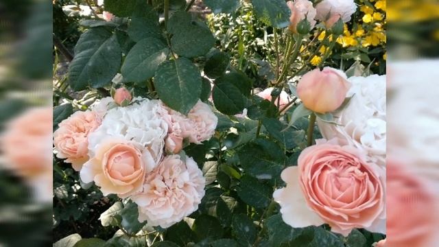 Розы. Моя коллекция чайно-гибридных роз. Обзор к заказам.