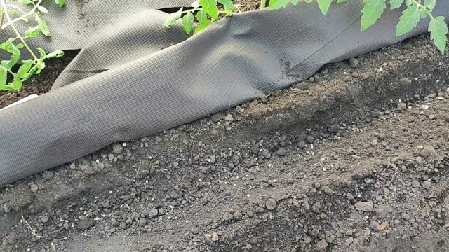 ЧТО ПОСЕЯТЬ В ТЕПЛИЦЕ В НАЧАЛЕ МАЯ