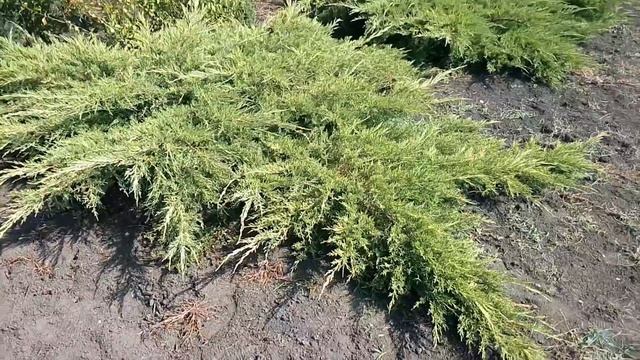 Можжевельник средний Пфицериана Аурея | Plante.md