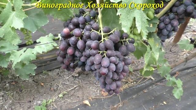 Виноград 2023. Брависсимо - отличный кишмиш 1 класса!