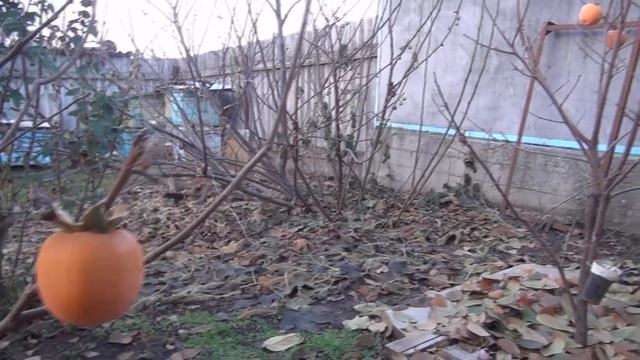 Как цветет хурма и первый урожай