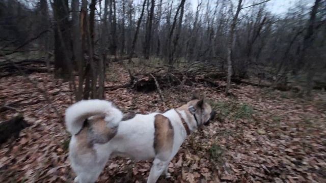 Нашли редкий гриб Гигрофор Персона. Прогулка с Американской Акитой.