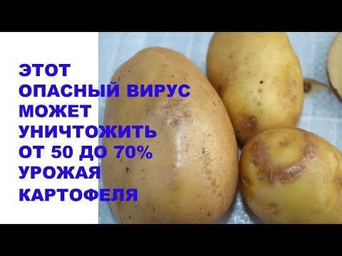 Вот это опасное вирусное заболевание может уничтожить от 50 до 70% урожая картофеля. Что делать?