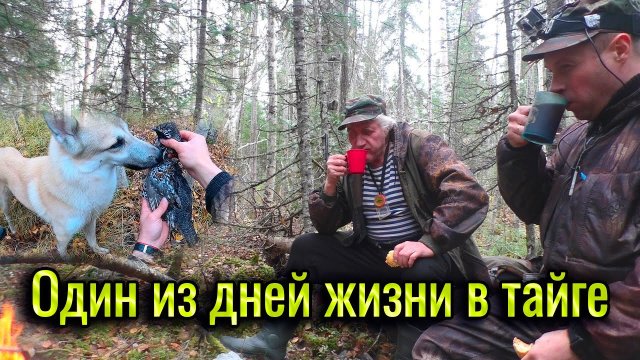 Один из дней жизни в тайге. В тайгу с четвероногим другом. Охота с лайкой в Республике Коми