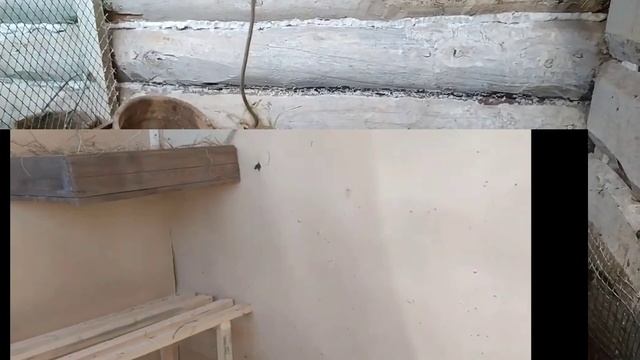 маленький курятник на 40 кур своими руками! бюджетный. моя деревенская жизнь. country life