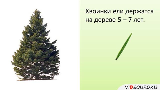 Голосеменные, их строение, разнообразие и значение
