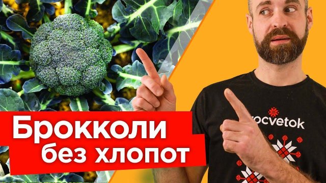 Делюсь секретами ОГРОМНОГО УРОЖАЯ БРОККОЛИ! Тонкости выращивания брокколи от посева до сбора урожая