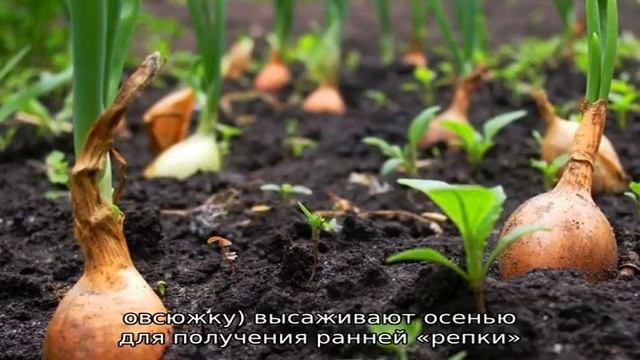 Когда сажать семейный лук под зиму и можно ли на Урале