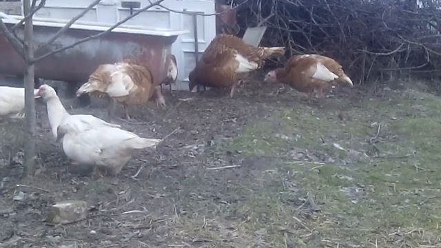 ИНДИЙСКИЙ БЕГУНОК ОБЗОР ПОРОДЫ! ВСЕ ЗА И ПРОТИВ. Мускусные утки летние домики . 25 лютого 2020 р.