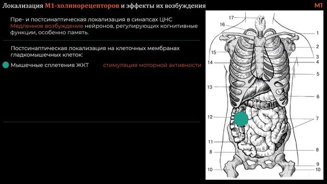 №1 Холинергический синапс. Холинергические рецепторы
