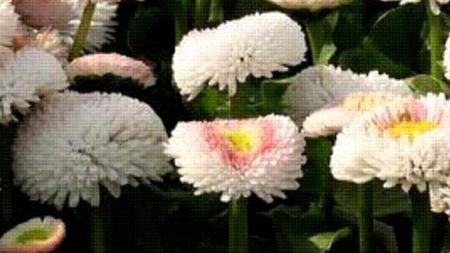 Низкорослые сорта цветов для клумбы: подборка лучших вариантов