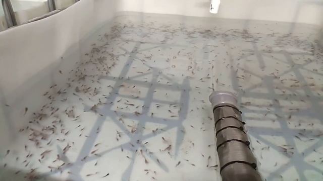 Строительство Узв для клариевого сома #9