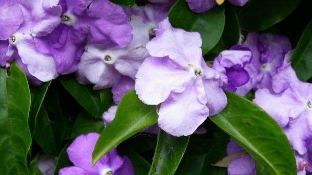 Брунфельсия (Brunfelsia)