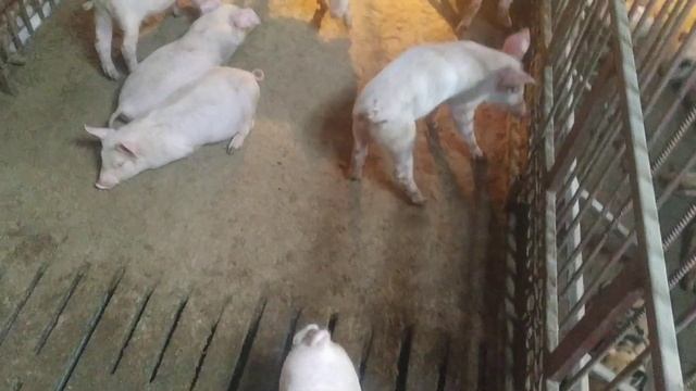 Содержание свиней без подстилки и уборки навоза.Мой вариант клеток для свиноматок откорма и порося
