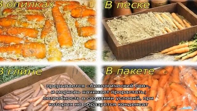 Особенности хранения моркови в пакетах зимой в подполе