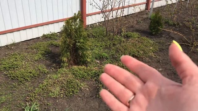 КАК ПРАВИЛЬНО ПОСАДИТЬ ТУЮ /ТУИ ЖЕЛТЕЮТ ЧТО ДЕЛАТЬ