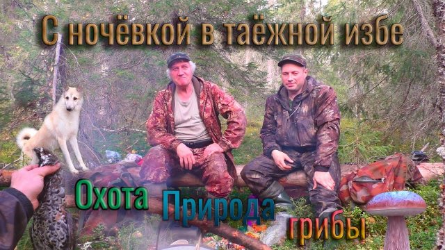 С ночёвкой в таёжной избе. Охота с лайкой 2020, природа в Республике Коми, собираем последние грибы.