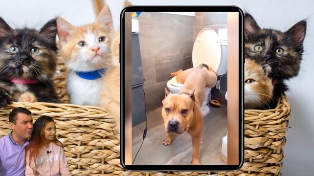 СМЕШНЫЕ КОТЯТА ИДУТ В ШКОЛУ в ЛАЙК и ТИКТОК! НЕ ЗАСМЕЙСЯ ЧЕЛЛЕНДЖ Коты и Собаки Funny Cats Валеришк