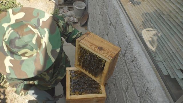 Открыл в первый раз японский улей и в нем вот что!!!