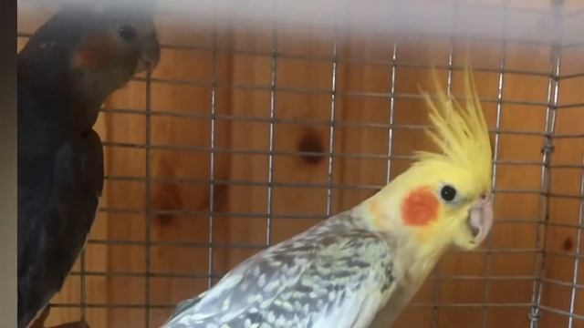 ПОПУГАЙ КОРЕЛЛА/ СОДЕРЖАНИЕ И УХОД