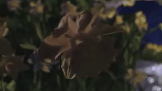 Волшебная страна, Золушка
