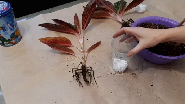 АГЛАОНЕМА. Почему у аглаонемы желтеют листья? Разбираемся в причинах