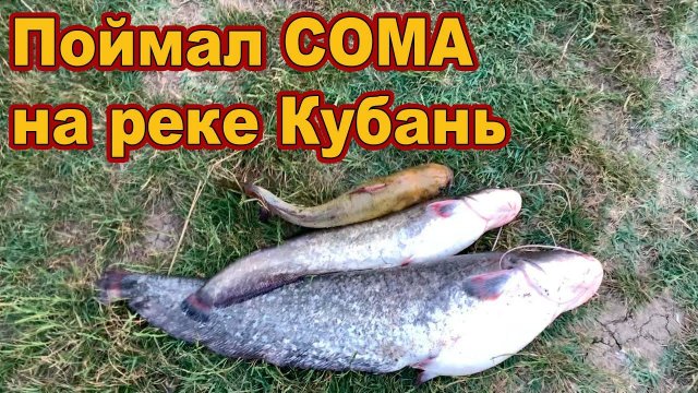 Поймал СОМА на реке Кубань // Сом 2024 /// Рыбалка на Кубани 2024 /// Выпуск № 40