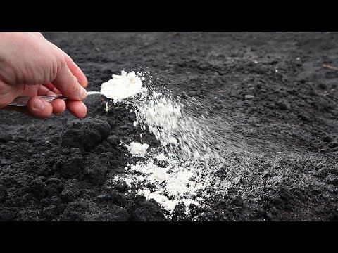 Замените навоз этим удобрением осенью! Овощи просто с ума сходят от такого питания. Фосфоритная мука