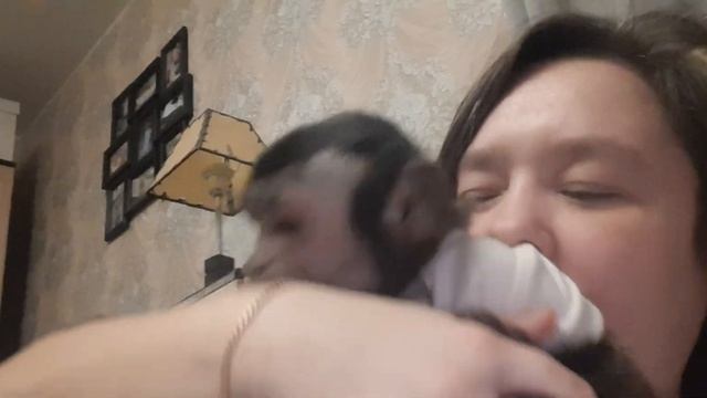 Вся правда о жизни с капуцином #monkey #обезьяна # капуцин #capuchinmonkey #pet