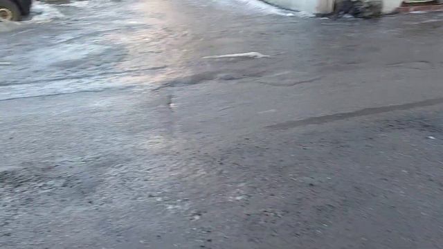 Рогов в городе 27 февраля День Полярного Медведя