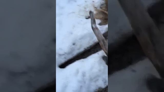 Охота на норку капканом.