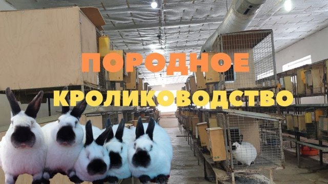 Племенная работа на ферме Моряк