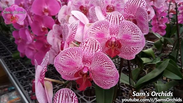 Orchids in a garden center- a little tour of Phalaenopsis orchid