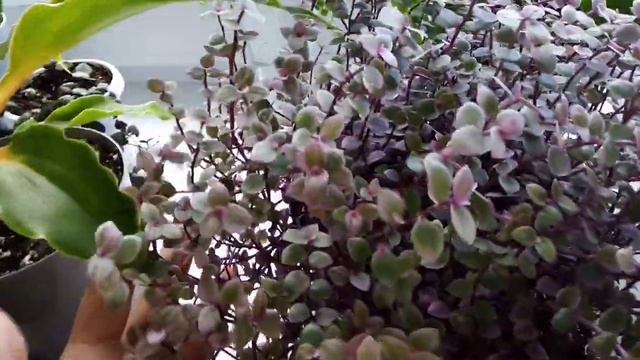 Комнатные цветы. Обзор цветов на кухне.