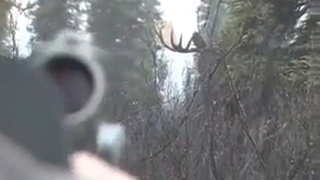 Охота на Лося!