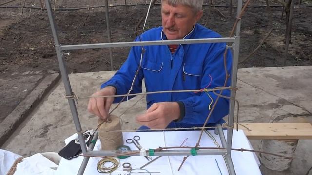 Подвязка винограда к шпалере.Разные способы.