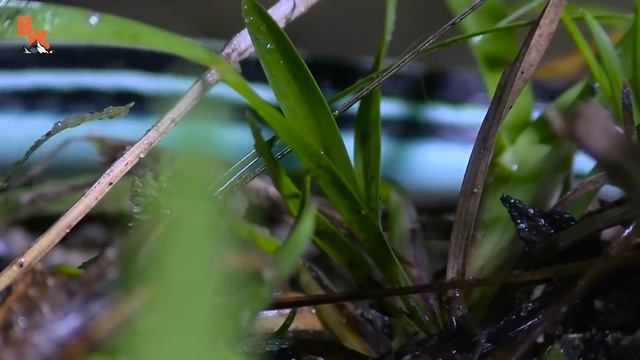 УДИВИТЕЛЬНЫЕ СУЩЕСТВА ТЕХАСА / Койот Питерсон на русском