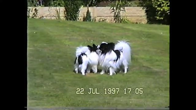 Papillons playing.m4v