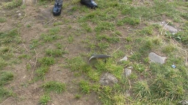 Рыбалка на сига в Северной Карелии.