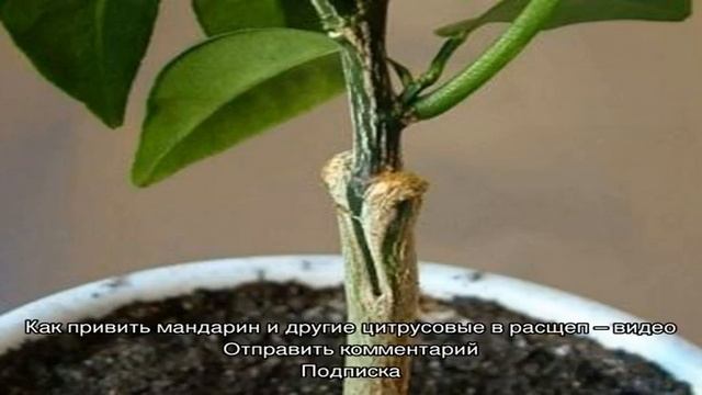 Как привить мандарин в домашних условиях — сроки и способы