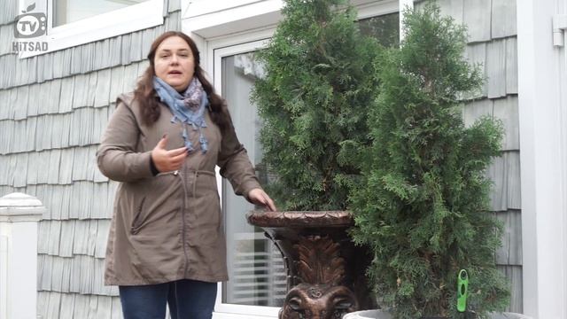Как Зимуют Растения в Вазонах ✔️ Простой Способ сохранить растения Зимой