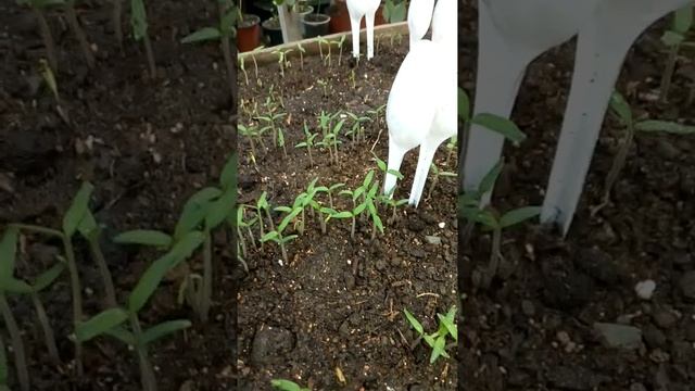 Боремся с чёрной ножкой