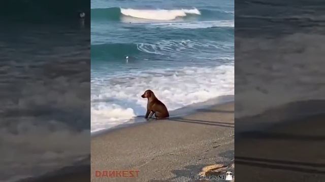 #видосик