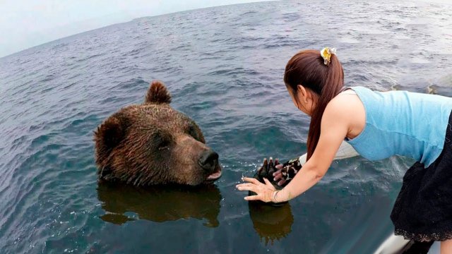 Случаи, Когда Животные Попросили Людей о Помощи